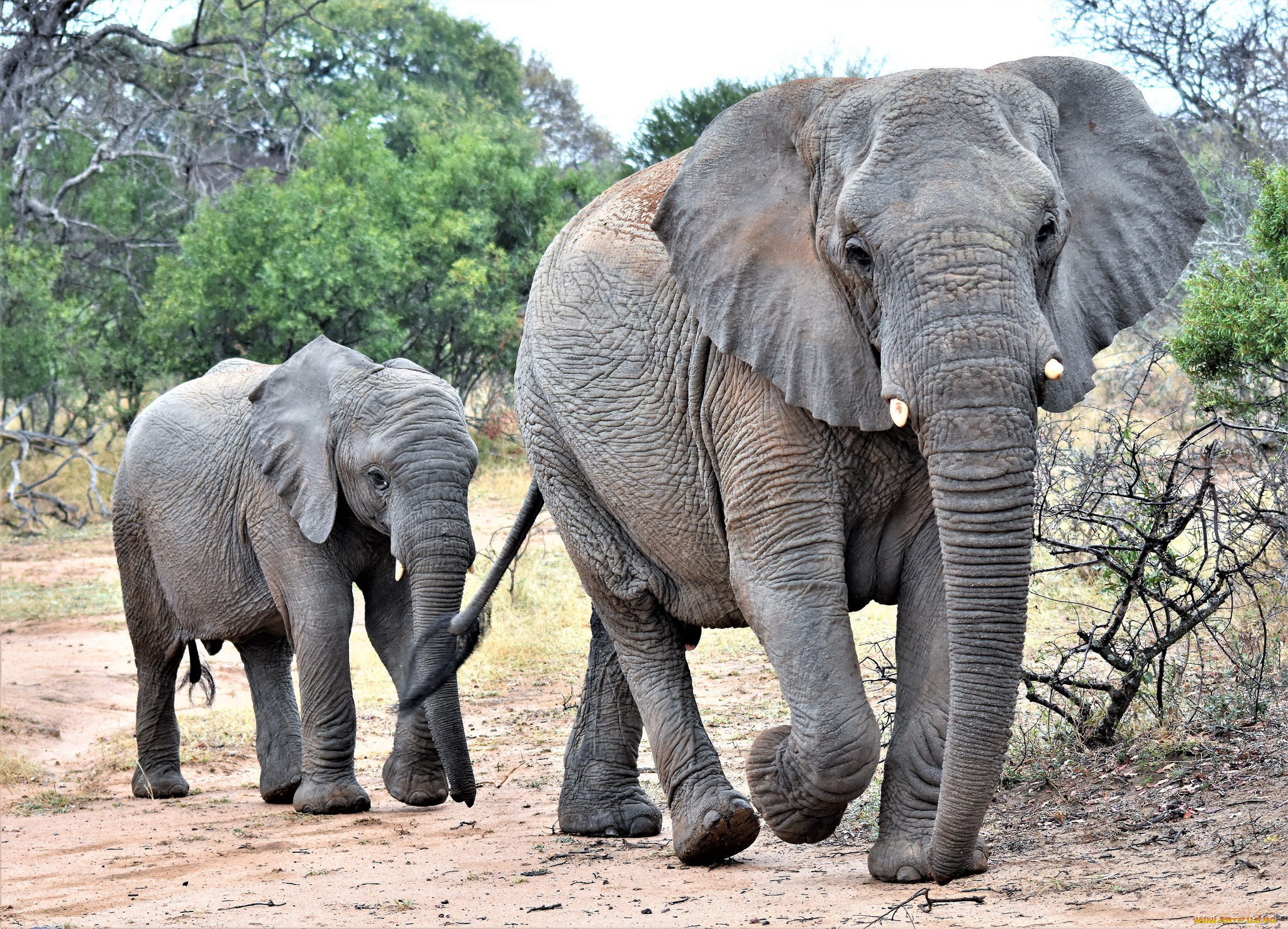Elephant present. Слон слониха Слоненок. Слон-Слоненок-Слонята. Слониха со слоненком. Изображение слона.